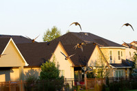 Ducks