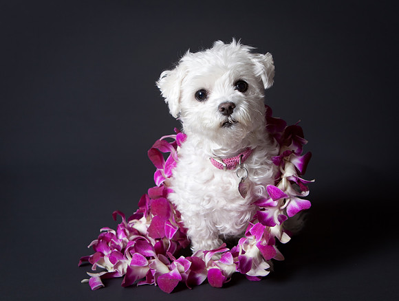 Alle Wears a Lei