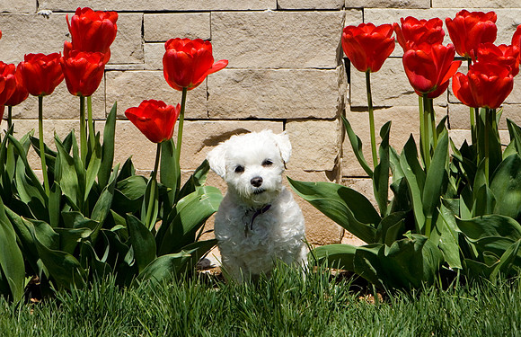 Alle Tulips