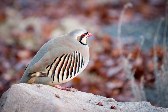 Chukar2