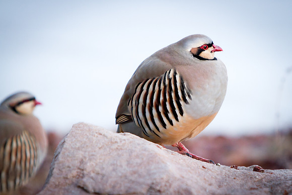 Chukar1