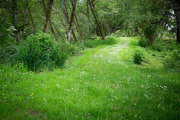 Oregon Forest