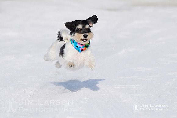 2022_01_15_Dogs_269