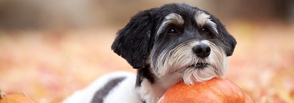 x_2020_10_24_Dogs_263