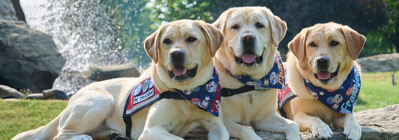 x_2021_07_10_Dogs_1 1
