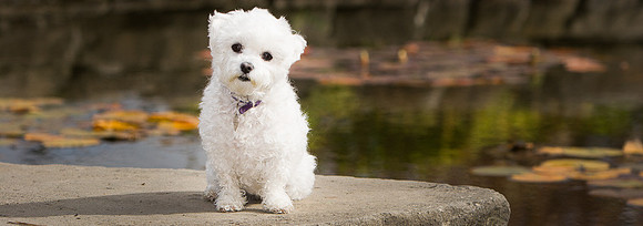 dog5