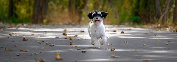 dog1