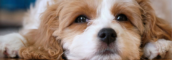 x_2019_06_10_Dogs_258
