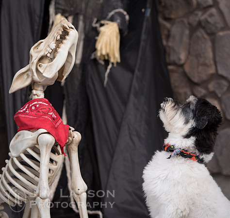 Halloween_3