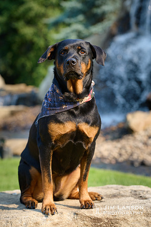 2021_07_10_Dogs_1