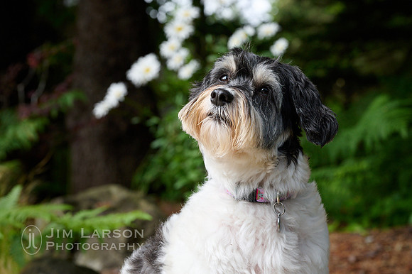 2022_07_26_Dogs_249