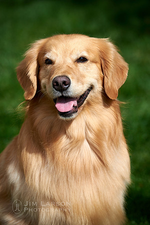 2019_09_29_Dogs_1 1