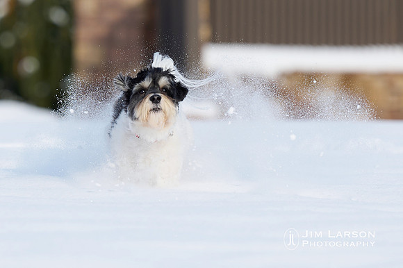 2021_12_31_Dogs_253
