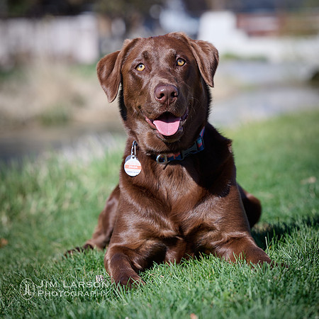 2022_04_23_Dogs_1