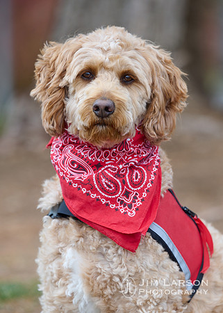 2022_04_16_Dogs_1 1