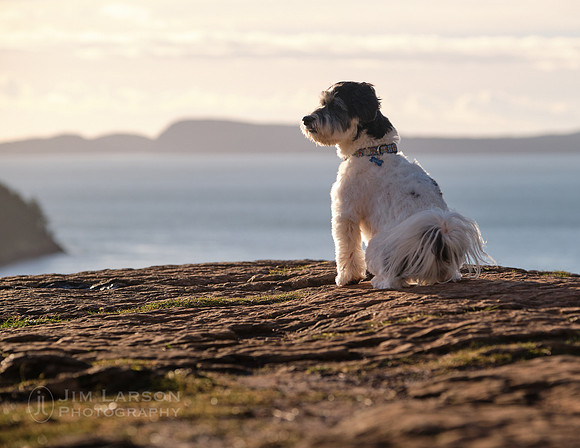 2018_12_30_Dogs_261