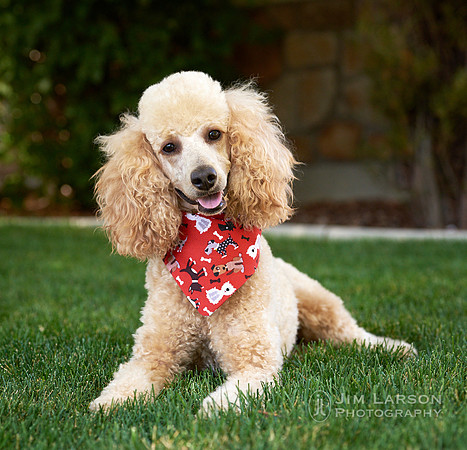 2019_10_06_Dogs_1
