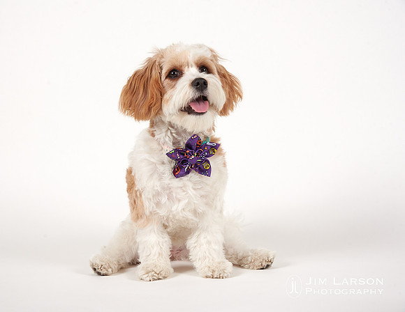 2019_11_01_Dogs_259