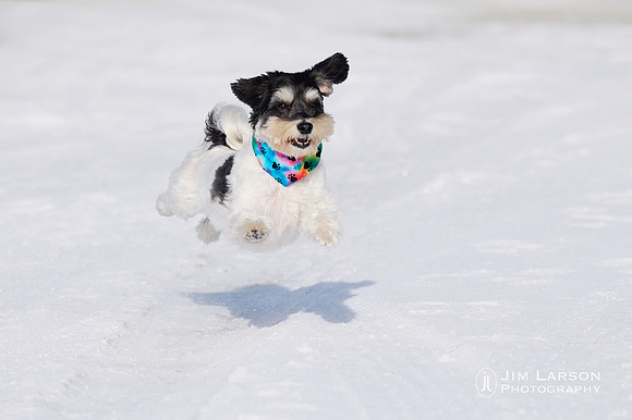 2022_01_15_Dogs_269