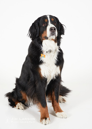 2022_04_16_Dogs_1