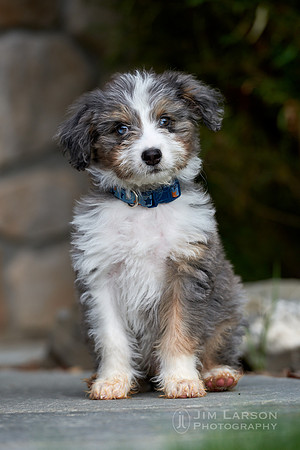 2019_09_29_Dogs_1