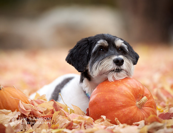 2020_10_24_Dogs_263