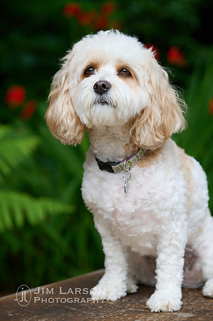 2022_07_26_Dogs_250