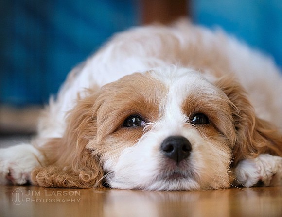 2019_06_10_Dogs_258