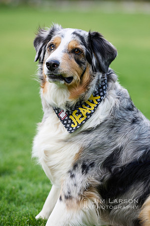 2021_05_24_Dogs_1