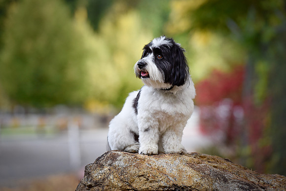 See-Spot-Walk-003