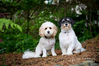 K9 Friends
