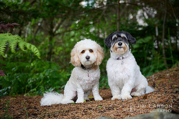 2022_07_26_Dogs_248