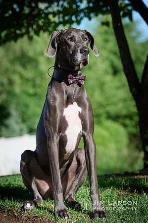 2021_06_05_Dogs_1