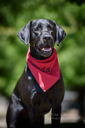 2021_05_16_Dogs_1