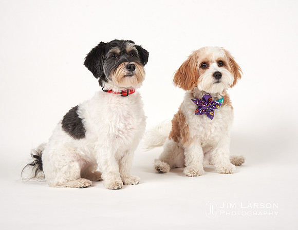 2019_11_01_Dogs_260