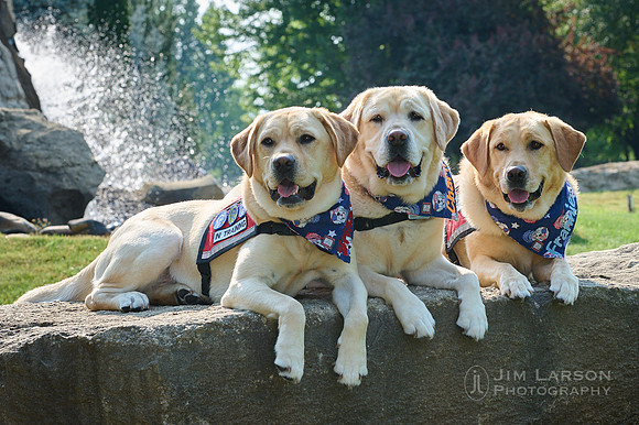 2021_07_10_Dogs_1 1