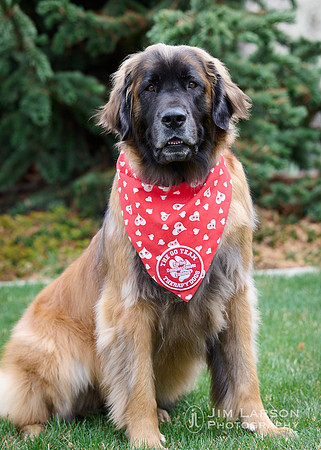 2022_04_16_Dogs_1 2