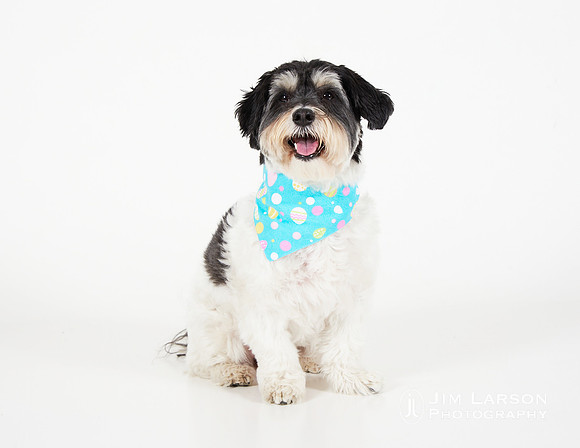 2022_04_16_Dogs_264