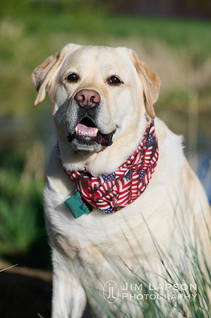 2022_05_04_Dogs_1