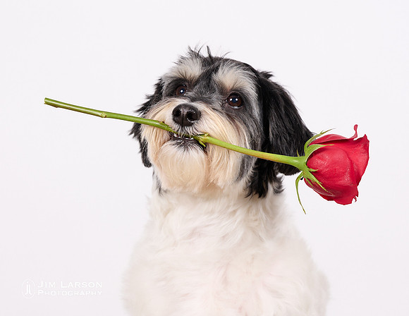2022_02_06_Dogs_267