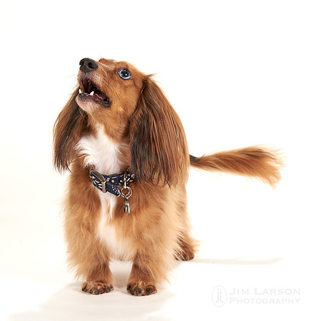 2020_01_04_Dogs_1
