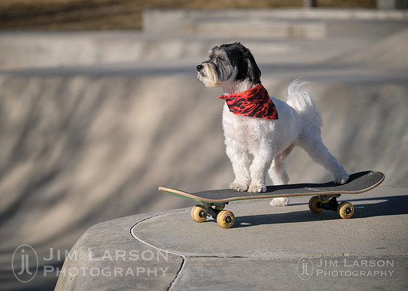 2019_03_03_Dogs_266