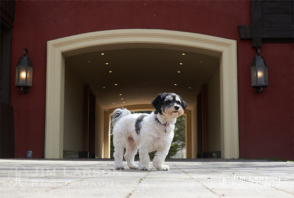 2022_05_02_Dogs_251