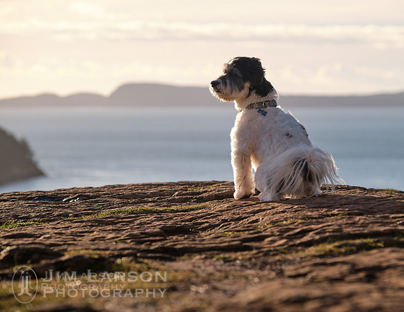 2018_12_30_Dogs_261