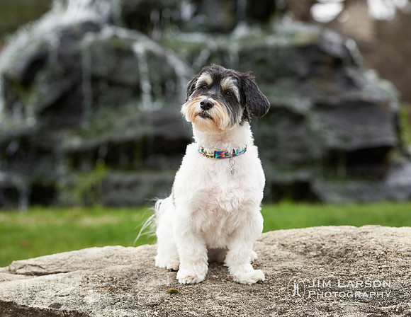 2020_04_05_Dogs_255