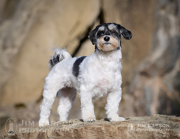 2021_01_01_Dogs_262