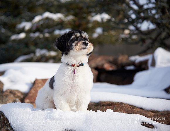 2017_12_29_Dogs_265