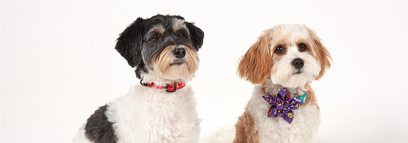 x_2019_11_01_Dogs_260